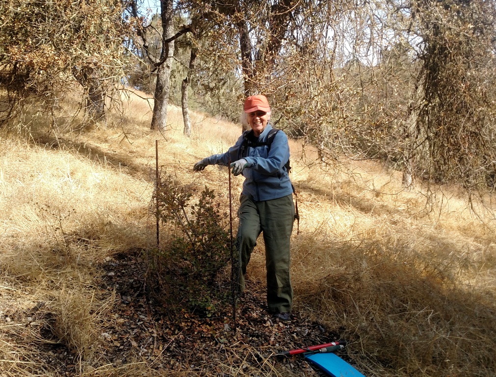 Barbara replacing the cage after weeding and mulching.